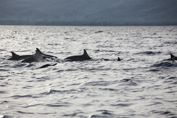 Fototapeta premium Wild dolphins indonesia