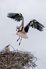 Stork bird flying in Bavaria, Germany