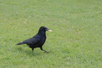 Obraz premium Rabenkrähe
