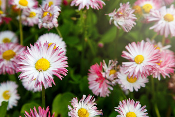 Close up summer field with pink daisies. Herb plants. Floral, nature background