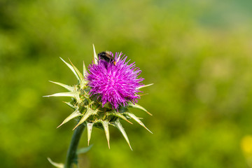 Bee on a thistle flower