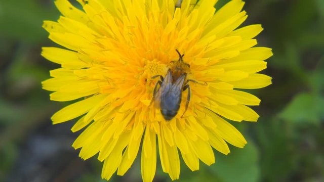 A bee collects pollen on a dandelion. Close up