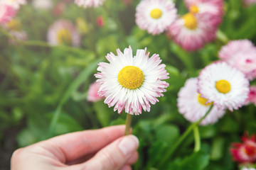 Close up summer field with pink daisies. Herb plants. Floral, nature background