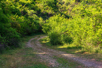 Fototapeta na wymiar Dirt road in the green mountain forest
