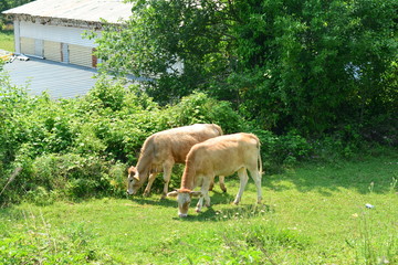 grass eating animals in the garden