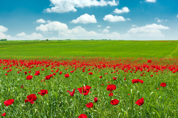 Green field with blooming red poppies