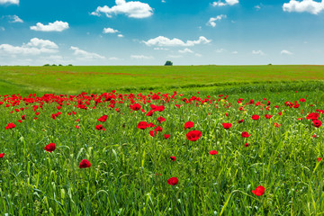 Green field with blooming red poppies