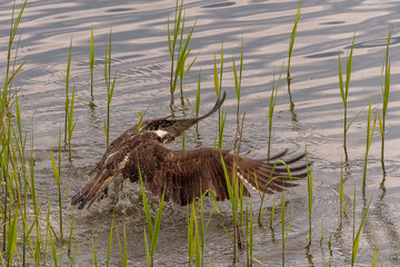 The osprey (Pandion haliaetus) usually lands in the water during the hunting attempt, then takes off again after a few seconds with a few strong wing beats. Concept: birds and nature