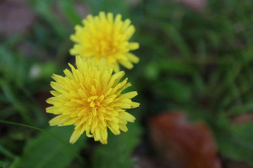 dandelion in the grass