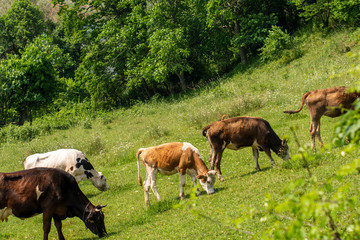 Fototapeta premium grass eating animals in the garden