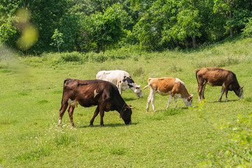 Naklejka premium grass eating animals in the garden