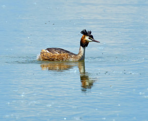 Great crested grebe swimming