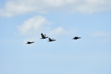 Great Cormorant in flight