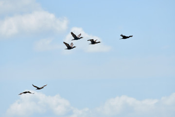 Great Cormorant in flight