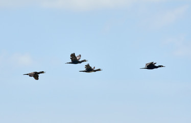 Great Cormorant in flight