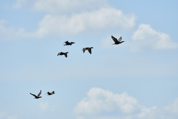 Great Cormorant in flight