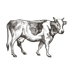 Vector image of a cow. Vintage sketch.