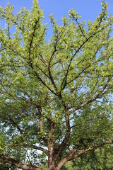 Seltene Wildbirne Pyrus communis