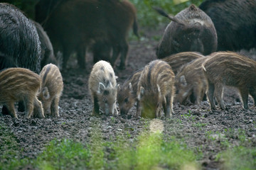 Wild hogs in the forest