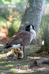 goose on grass with gosling under the wing 