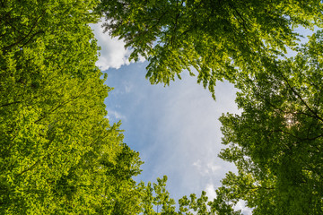 Freiheit im Wald mit grünen Blätter mit blick auf blauem Himmel