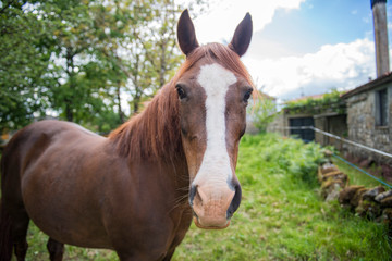 Naklejka premium a beautiful mare poses for the photo in a meadow