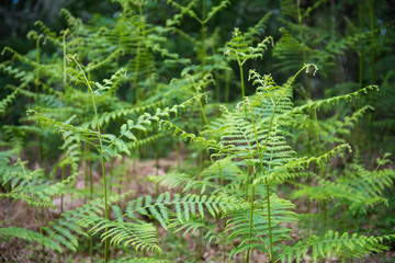 Fototapeta premium fern leaves for a background