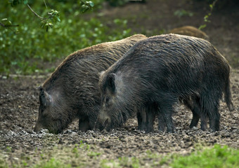 Wild hogs in the forest
