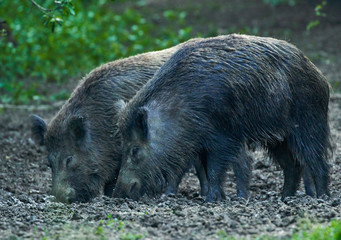 Naklejka na ściany i meble Wild hogs in the forest