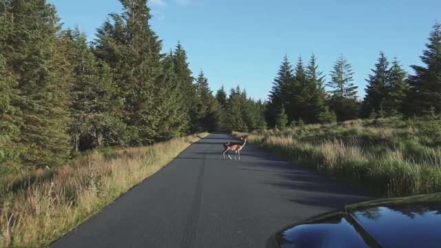 CAR VIEW Car stopping in countryside road before hitting young deer