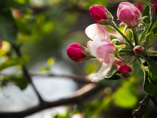 Flower buds of apple closeup