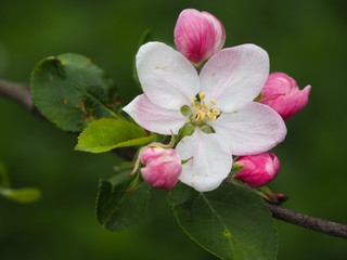 A beautiful apple flower closeup