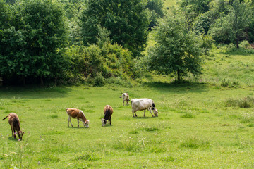 herd of cows grazing in field
