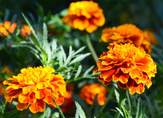 Orange yellow French marigold or  Tagetes patula flowers in summer garden.Marigolds floral background with copy space.Selective focus.