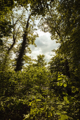 Wald Perspektive