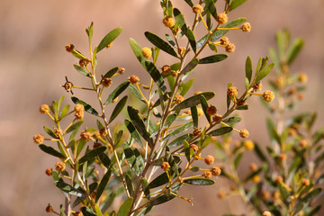 Desert Flowers hi-res macro stock photo - Australian Outback - Uluru