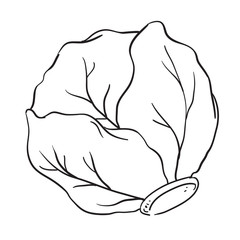 Cabbage icon