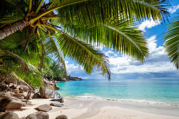 Palm trees over untouched tropical beach