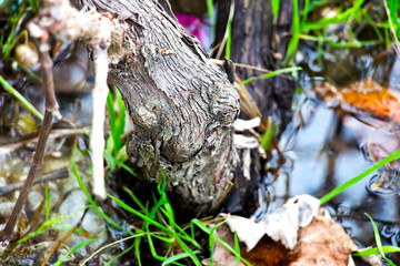 Stump in the water
