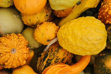 Autumn composition of various kinds of patissons. Background