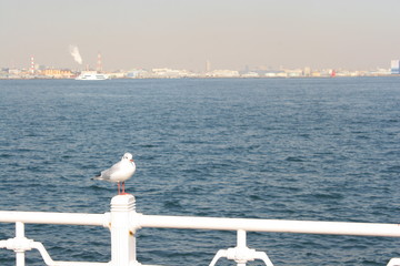 Seagulls sitting on a Handrail at the Yamashita park, Yokohama, Japan