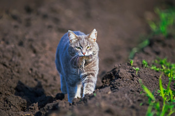 nimble striped cat walks down the street in the garden on a farm with a gray rat caught in his teeth