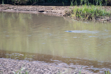 A Terrapin swimming upstream in the Black Umfolozi River, South Africa.