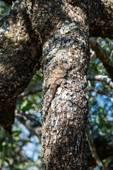 A female Tree Agama camouflaged on a tree branch, South Africa.