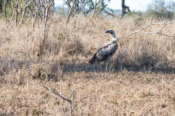 A White-backed vulture searching for nesting material on the ground, South Africa.