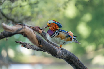 Mandarin duck on a branch