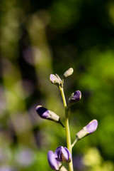 False Indigo Buds