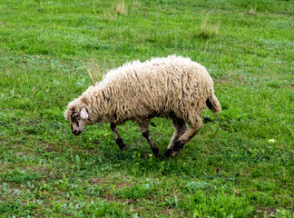 Obraz na płótnie Canvas sheep farm nature animal