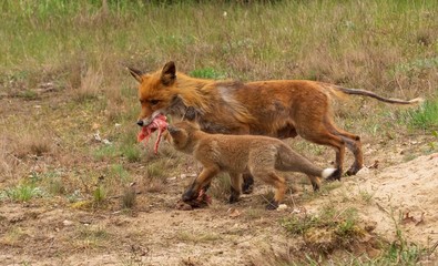 eine Fähe mit ihrem Fuchsbaby