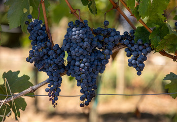 Naklejka premium Close up of red merlot grapes in vineyard. St Emilion, Gironde, Aquitaine. France